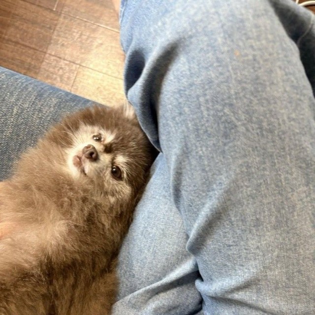 ポメ主さんをストーキングするのが大好き