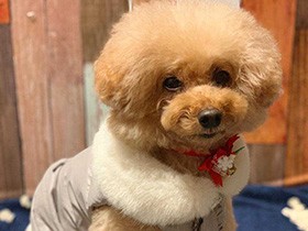 新調した冬用の洋服似合うかな　トイプーの「あん」