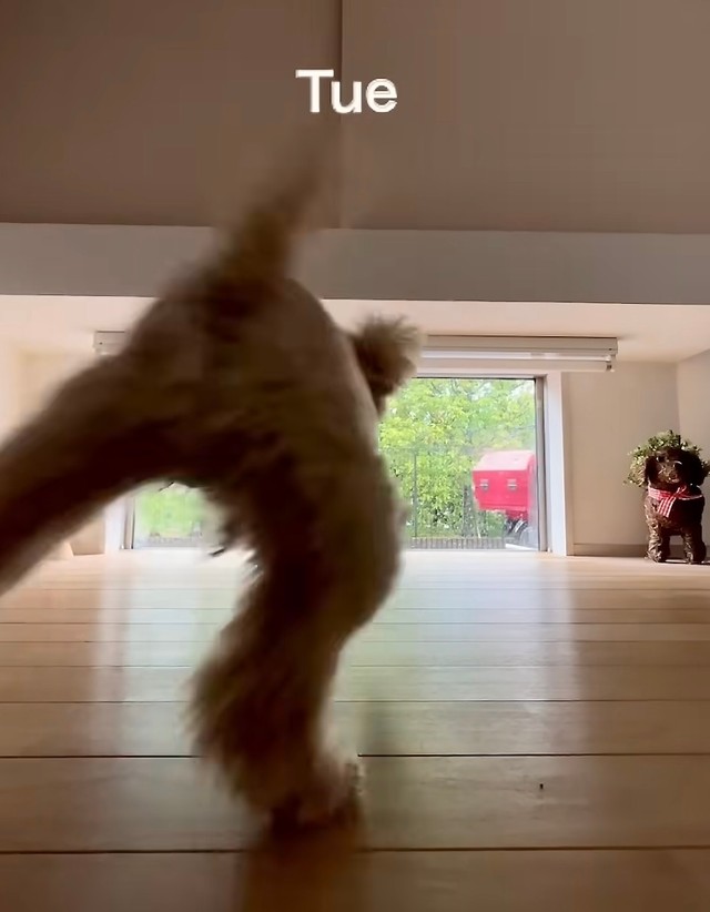 遠くにいても、急いで駆けつけます！（提供：@vngomanori503さん）
