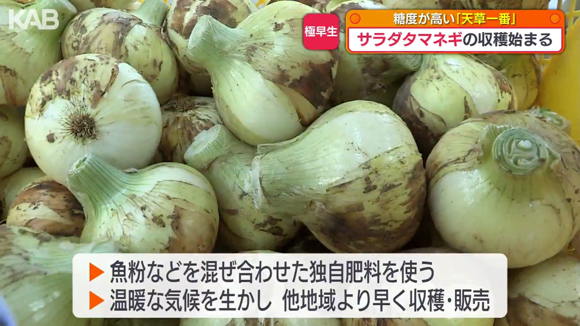 糖度は約2倍！サラダタマネギ「天草一番」収穫始まる | KAB ONLINE