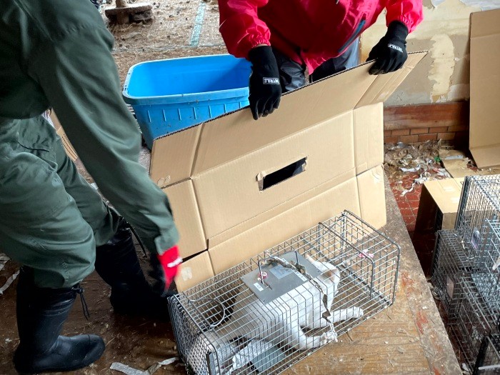 猫を捕獲器に入れた後は、段ボールなどで覆って落ち着かせる