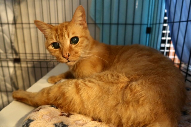 トラ吉君は怖がりな性格でしたが、心を許すととっても甘えてくれました