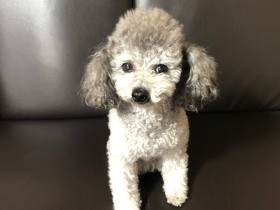 3本足で猛ダッシュ！　元繁殖犬「すずちゃん」お米農家の一員に