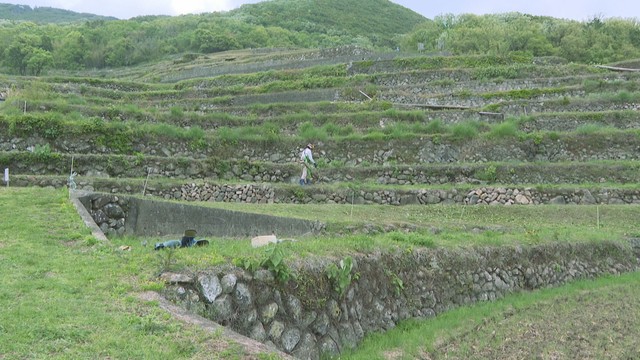 小豆島の棚田を守る「グリーンワーク体験」始まる　香川
