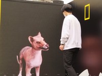 スタッフを見つめるフクロオオカミ