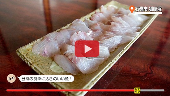 #433石巻市 狐崎浜 釣り編②