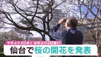 仙台で桜開花　宮城・柴田町の船岡城址公園で桜まつり始まる