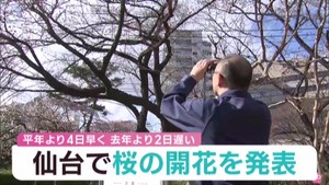 仙台で桜開花　宮城・柴田町の船岡城址公園で桜まつり始まる