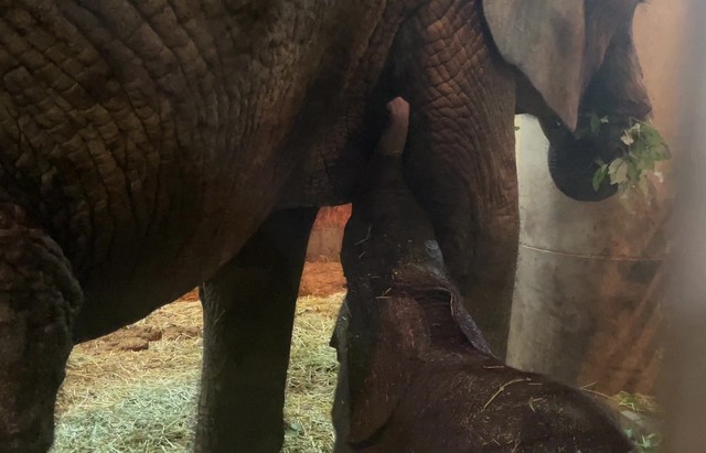 生まれて6日後、母親メイからの直接授乳が確認されました（2025.8.11 安佐動物公園提供）