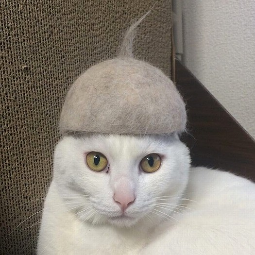 「帽子をかぶってみたんだ」