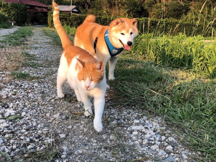 コタロウとヤンマーのルンルン散歩（昌宏さん提供）