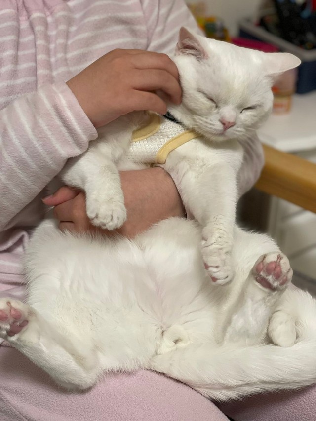 う〜ん、そこそこ、気持ちいいにゃ＝月としらたまさん（@wataneko_tsuki）提供