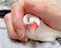 「お手手が大好きな小鳥さんです😌」（提供：しろあすぱら🌾11歳文鳥さん）