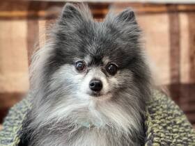 長生きして楽しい時間を過ごそうね！　ポメラニアンの「シオン」は大切な家族