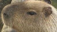 熱めのお湯で温まるカピバラ