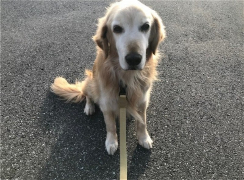 「パパ大好き！」