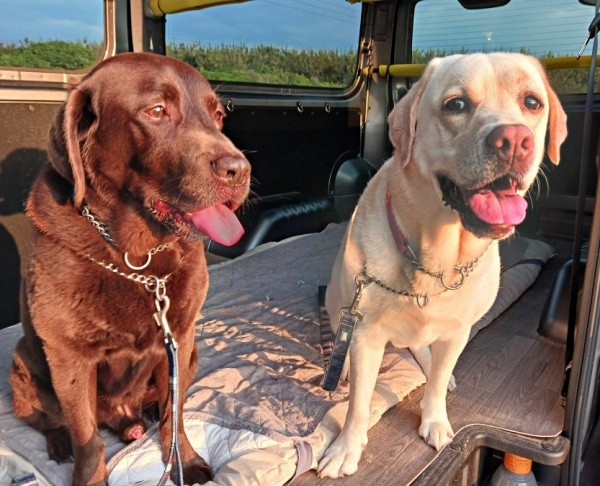 夕方のお散歩を満喫！（左から）コナくん、まる子ちゃん（画像提供：ラブラドールのコナまる子さん）