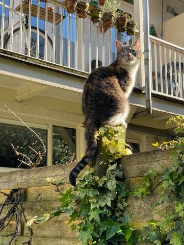 犬や猫の 見た目優先の繁殖 を禁じたオランダ 現地の団体に聞く実現までの道のり 犬 猫との幸せな暮らしのためのペット情報サイト Sippo