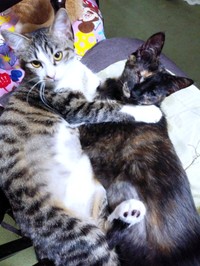 仲良く抱き合うごまちゃん（左）と黒蜜ちゃん（右）（画像提供：鬼檸檬さん）