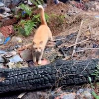 屋根のない廃墟に身を置くチャトランくん（画像提供：えみちゃんさん）