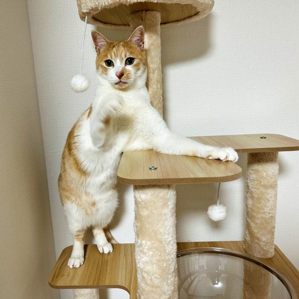 キャットタワーで遊ぶキナコくん（画像提供：mmさん）