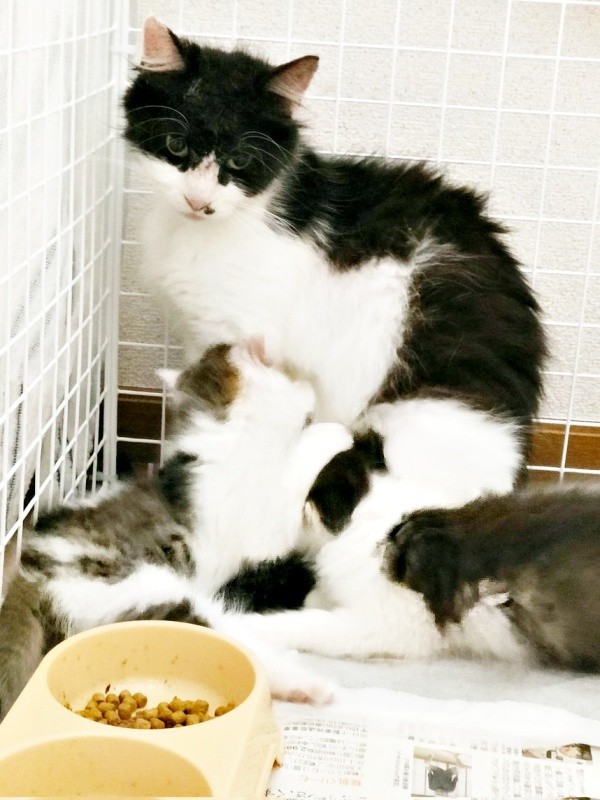 2024年5月18日、3日遅れで保護した母猫・うめちゃんと子猫・むぎちゃんら（画像提供：あるくきくらげさん）