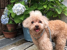 モヒカンがトレードマークだよ　トイプードルの「アラン」