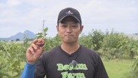 【特集】イチジクの「プロ」を目指して！若手農家の挑戦　香川・まんのう町