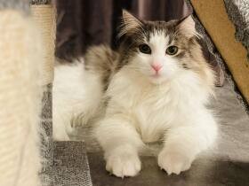 食後の休憩中をパシャ　なぜか固まるノルウェージャンフォレストキャット「マロン」