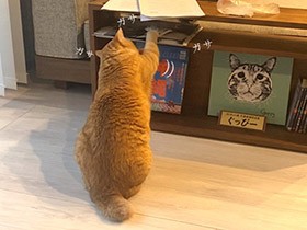 捜しものは何ですか？　お太りさま猫「ぐっぴー」、幻の“お宝”を求めて捜索中