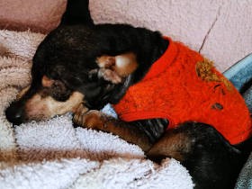 亡き愛犬の七回忌に、老愛犬の“その日”のこと　“真珠葬”をきっかけに考えたこと