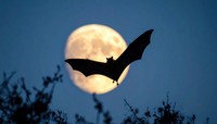 満月の前を飛ぶコウモリのシルエット※画像はイメージです（Aldito/stock.adobe.com）
