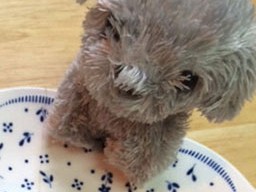 おでかけにぴったり！　愛犬のおやつ、簡単手作り