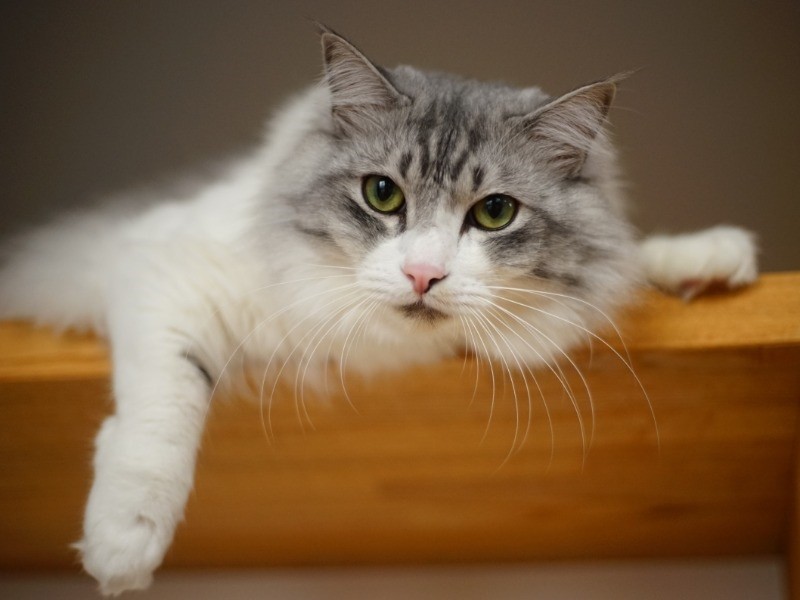 僕はがんばるぞ