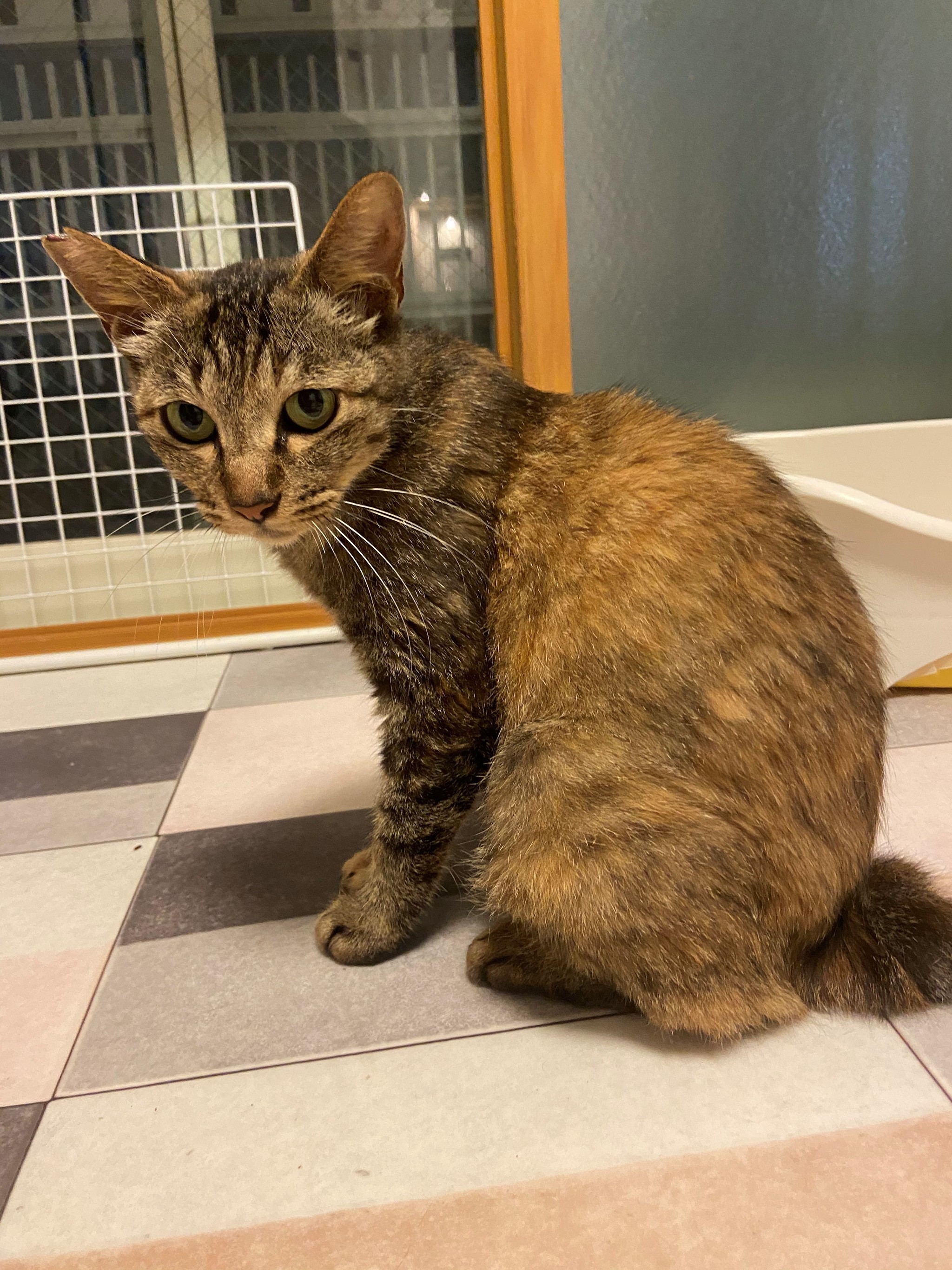 お家に迎えた猫は「歌う天才猫」！？ お母さんの歌声に合わせて
