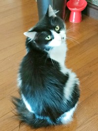 現在の母猫・うめちゃん。見返り美人です（画像提供：あるくきくらげさん）