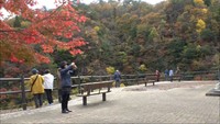 秋本番！岡山県北で紅葉見ごろ　新見市の三室峡