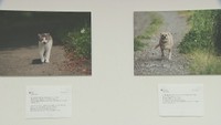 「Call My Name～原発被災地の犬猫たち～」