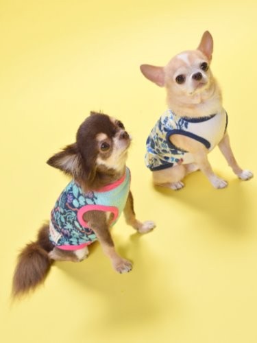 アルク・ロース（犬用の洋服）