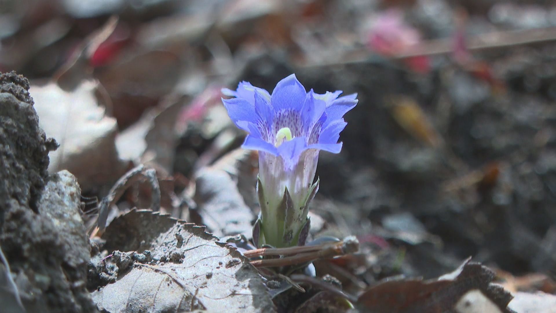 香川・小豆島に春の訪れ 見頃迎えた可憐な花を観光客ら楽しむ | KSB