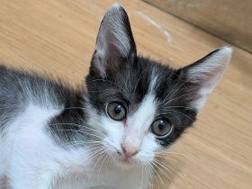 パナソニック保護犬猫譲渡会　NPO法人おおさかねこネットから参加予定の猫たち（２） 