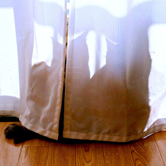 レースのカーテン越しに浮かぶふたりのシルエット。黒猫のシアちゃんとサビ猫のチャビ子ちゃんが、まるで影絵のように重なります（画像提供：木綿さん）