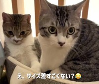 はなちゃんとろくちゃん…大きさは違う！？（ろくはなさん提供、Instagramよりキャプチャ撮影）