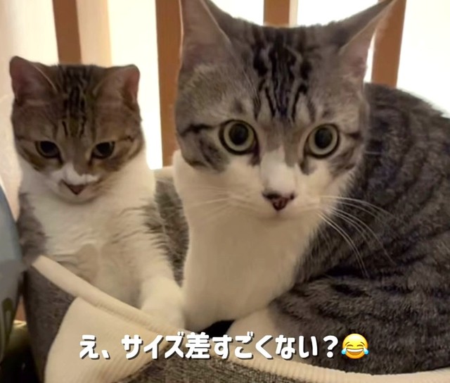 はなちゃんとろくちゃん…大きさは違う！？（ろくはなさん提供、Instagramよりキャプチャ撮影）