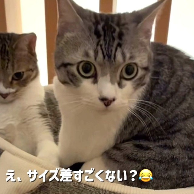 はなちゃんとろくちゃん…大きさは違う！？（ろくはなさん提供、Instagramよりキャプチャ撮影）