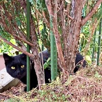 庭にいる時間が長くなってきたかのさん（画像提供：雲母あおさん）