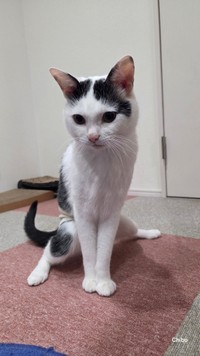 スタイリッシュな構えのようなポーズを見せるこもちゃん（提供：ちぼさん）