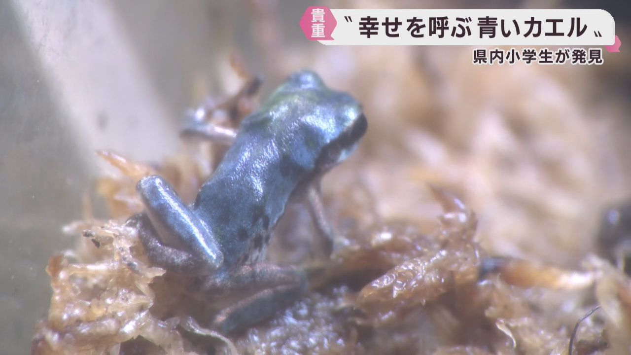 １０万匹に１匹　幸せを呼ぶ青いカエルを展示　仙台うみの杜水族館