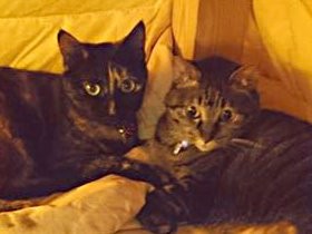 ２匹の子猫を飼うか否か　結婚同様、勢いが大事？！