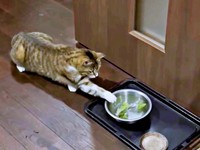 器のレタスに手を伸ばすチビちゃん（画像提供：いくどんさん）